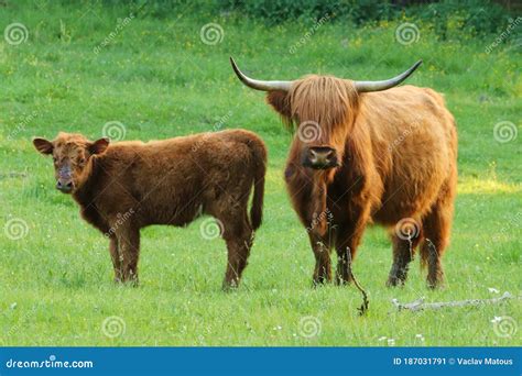 Vaca E Vitelo No Prado Florado Boi Escoc S Chifres Longos E Pelo