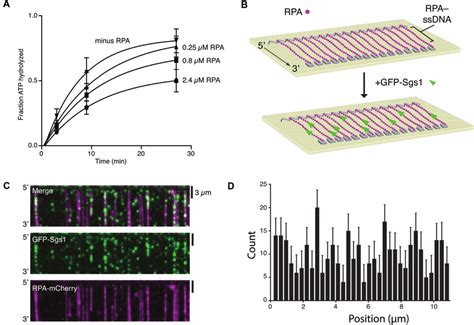 Sgs1 Binds To Rpa Coated Ssdna A Atp Hydrolysis Assays With 0 025