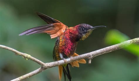 Beija Flor Da Garganta Vermelha Esp Cies Caracter Sticas Reprodu O