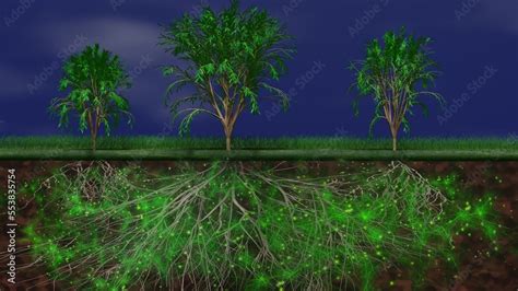 Mycelium Network Fungal Root System Underground Trees Above Ground