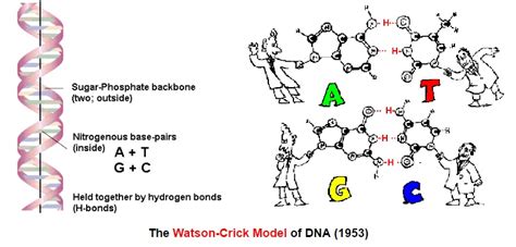 Watson And Crick’s Double Helix Structure Of Dna