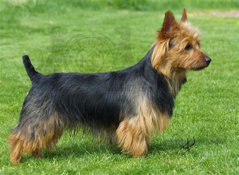 Australian Terrier Breed Guide Learn About The Australian Terrier