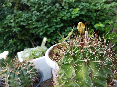 Cometのサボテン栽培日記 生長した葉挿し花月とバッタに食われた花月