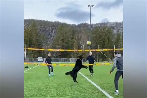 Youtube Viral Perro Demuestra Su ‘destreza Para El Vóleibol Y Más De