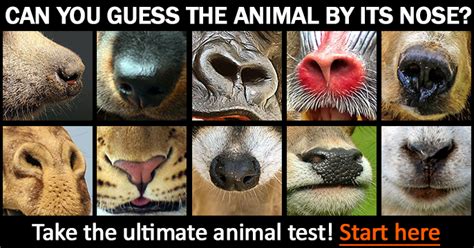 Animal Quiz Do You Recognize These Animals By Its Nose