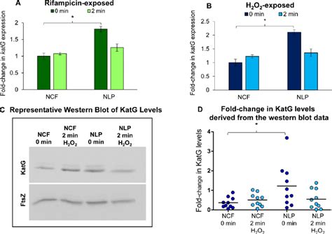 Fold Change In The KatG MRNA And Protein Levels During Exposure To