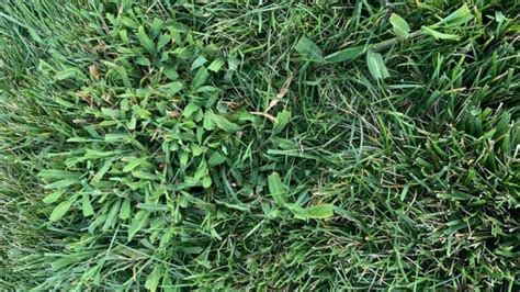 Identifying Weeds In St Augustine Grass A Guide