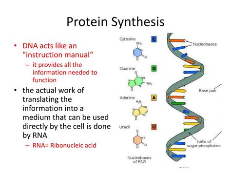 Ppt Protein Synthesis Powerpoint Presentation Free Download Id6127570