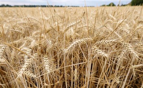 Produzione Di Grano Duro In Calo Le Cause Del Crollo Giridipasta