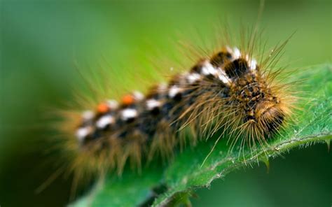 Poisonous caterpillars that can cause asthma attacks have spread inland for the first time