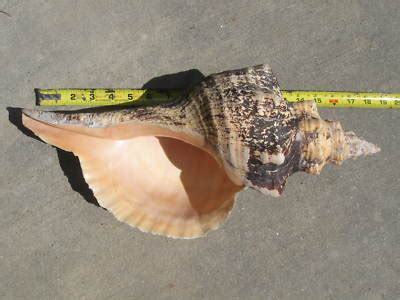 17" inch Giant Horse conch Seashell shell counch | #102776057