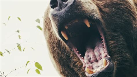 Todd Cobery Blog: "IN AN INSTANT: Grizzly Attack" Premieres this Week ...