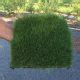 Zoysia Tenuifolia The Favourite No Mow Grass Plant Tiles Australia