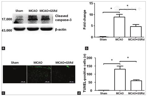 Ginsenoside Rd Attenuates Dna Damage By Increasing Expression Of Dna