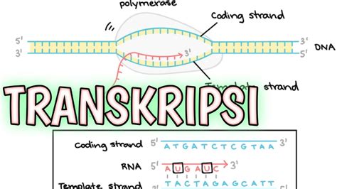 Proses Transkripsi Pada Sintesis Protein Youtube