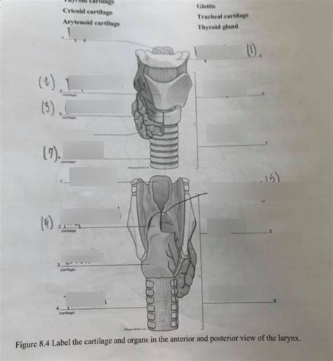 Ant Post View Of Larynx Diagram Quizlet