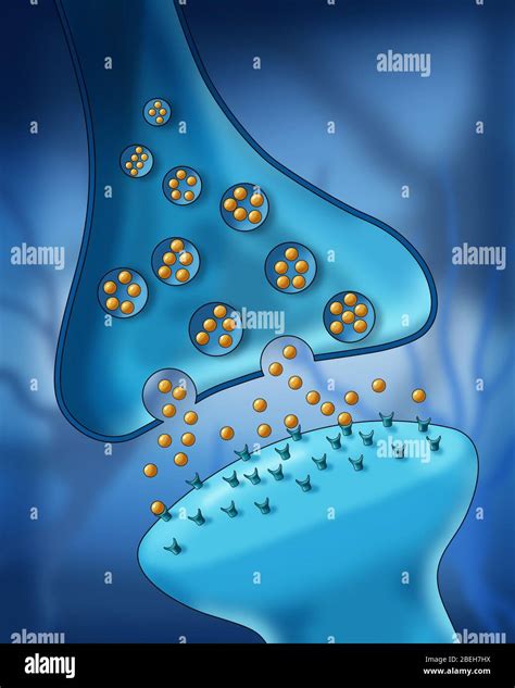 Neurotransmisores Dopamina Fotograf As E Im Genes De Alta Resoluci N