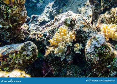 Colonies Of The Corals Sinularia At Coral Reef In Red Sea Stock Photo