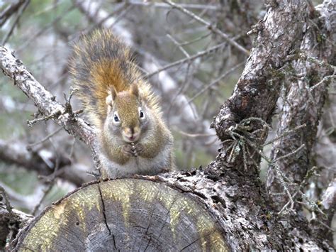 Bildet Natur Gren Søt Dyreliv Vill Vår Pattedyr Ekorn Gnager