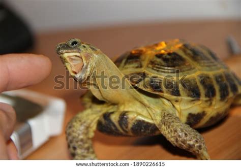 thousand turtle bite royalty  images stock  pictures