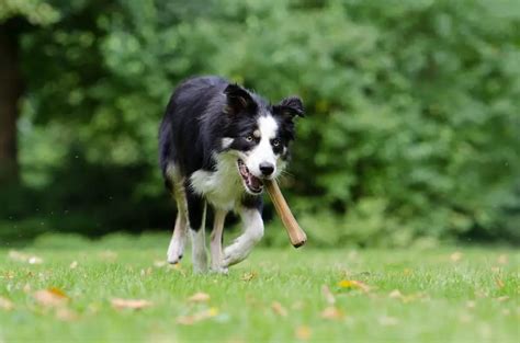 Border Collie Opis Rasy Cena Charakterystyka Zwierzaki