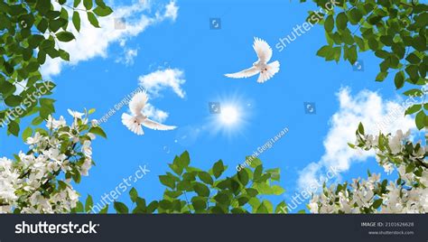 Spring Branches And Flying Doves In Sunny Sky Background Ceiling Over