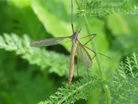 European Crane Fly Tipula Paludosa Observation Org