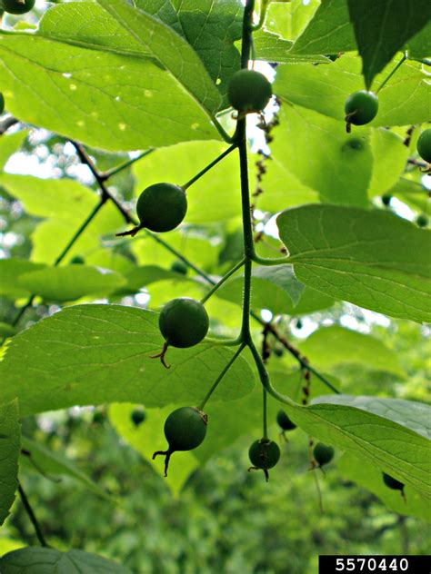 Common Hackberry Celtis Occidentalis