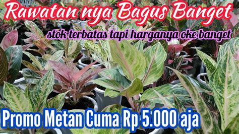 Aglaonema Rawatan Roset Stok Terbatas Harga Oke Banget Promo Media