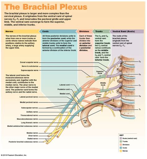 Brachial Plexus Diagram Quizlet