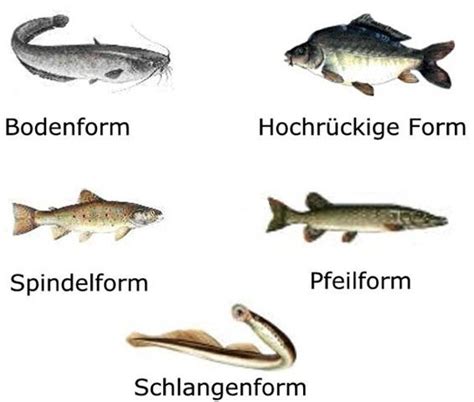 Anglerverein Borken Fischkunde