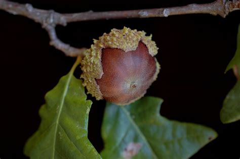 The Overcup Oak — In Defense Of Plants