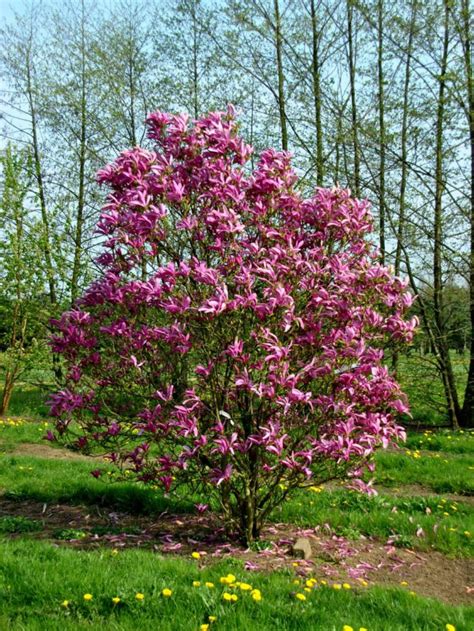 Little Gem Magnolia For Sale | The Tree Center