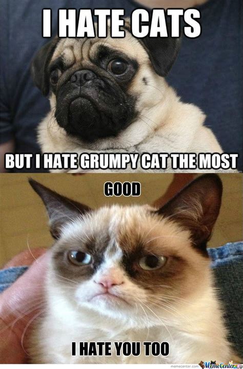 27 Best Images About Grumpy Cat Memes On Pinterest Cats Grumpy Cat