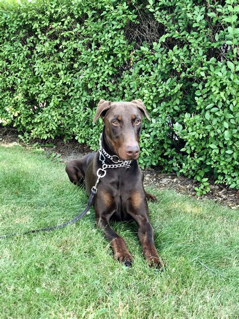 Red: Trained Male Doberman – Man's Best Friend