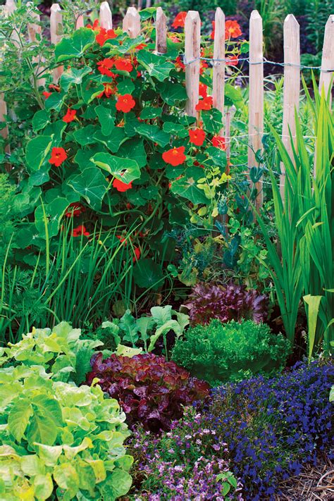 Companion Planting Is Not A Myth Fine Gardening