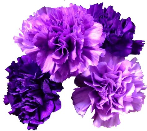 Carnation Png Images 100