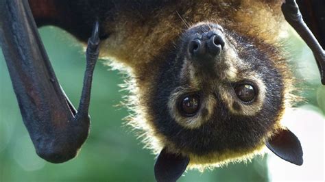 La nuit européenne des chauves souris a lieu à Bruxelles RTBF Actus