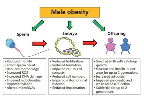 肥胖对男性生育力有什么影响？ 春雨医生