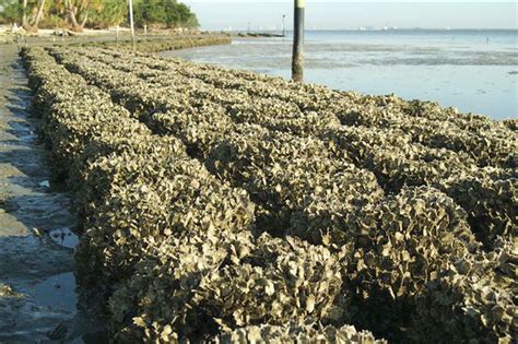 Oyster Reef Reef Ball Foundation