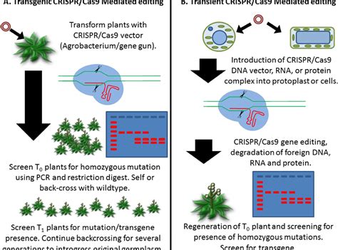 Crisprcas9 Mediated Genome Editing And Gene Replacement In Plants