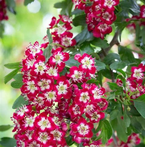 Crataegus Crimson Cloud 12 Litre Stewarts Garden Centre