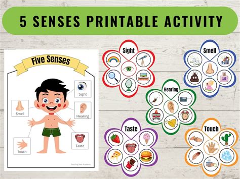 Five Senses Sorting Activity And Matching Game 5 Senses Busy Book