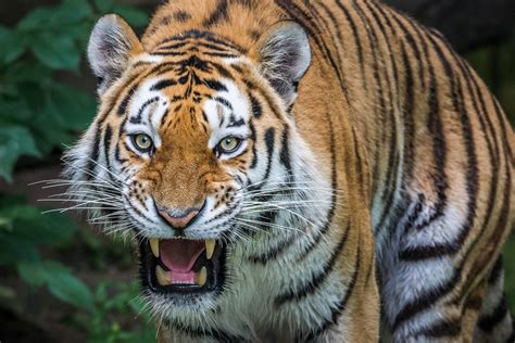 siberian tiger Foto & Bild | tiere, zoo, wildpark & falknerei ...