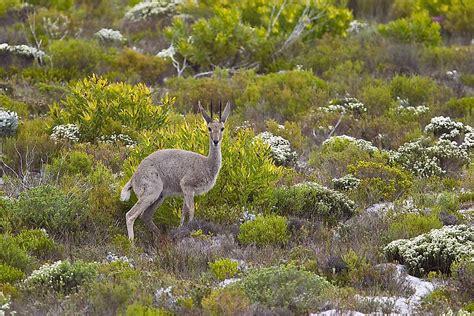 Unique Species Of Africa: The Grey rhebok - WorldAtlas