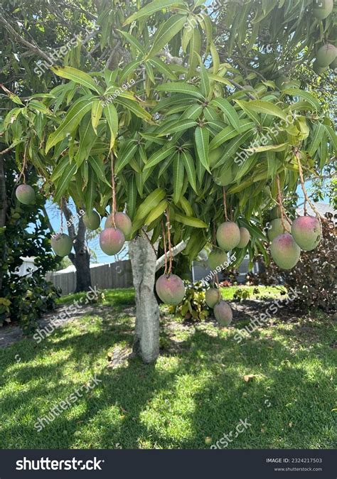 Yellow Purple Green Mangos Florida Fruit Stock Photo 2324217503