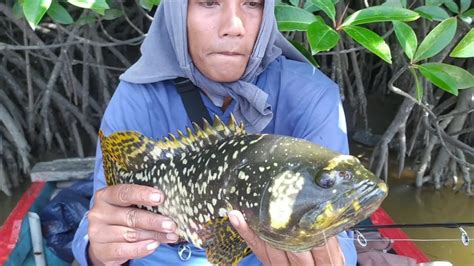 Tak Terduga Saya Kira Ikan Biasa Ternyata Dapat Ikan Sultan Bumblebee