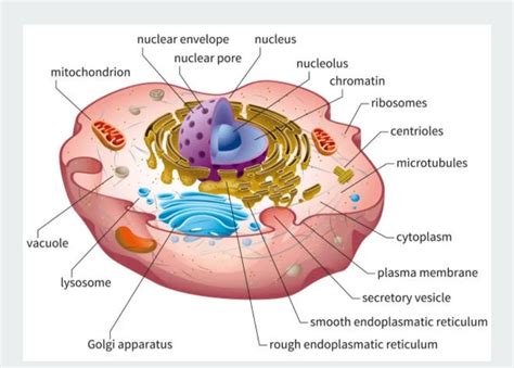 Mitochondria structure - educationallof