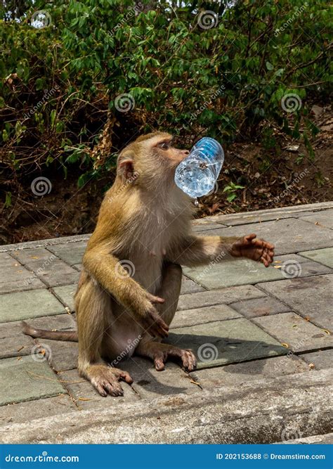 Monkey Drinking Water From Bottle Stock Photo Image Of Thai Thailand