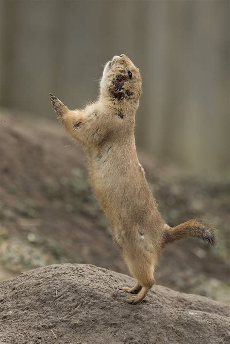 Zwartstaart Prairiehondje Blijdorp Marian De Neijs Flickr